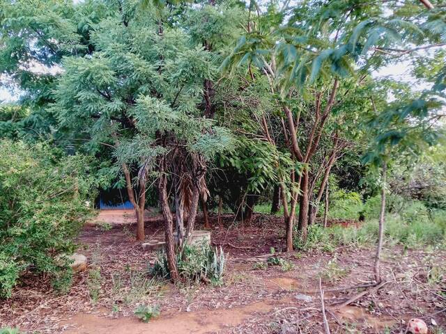 #1351 - Chácara para Venda em Ouro Verde de Goiás - GO - 3